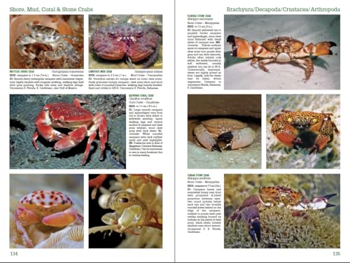 Reef Creature Identification